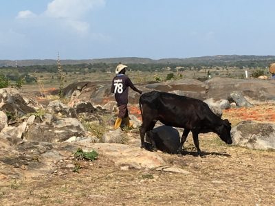 Tanzania -cows-at-school